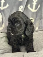 Pink, a female Cocker Spaniel for sale in Hayward, CA – 2 of 6