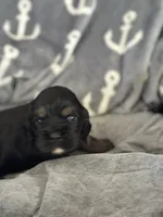 Brown tri colored , a male Cocker Spaniel for sale in Hayward, CA – 3 of 6