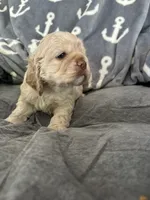 Blue, a male Cocker Spaniel for sale in Hayward, CA – 4 of 6