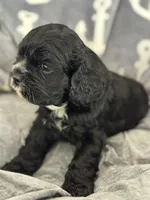 Red, a female Cocker Spaniel for sale in Hayward, CA – 3 of 9