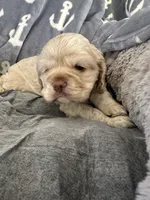 Blue, a male Cocker Spaniel for sale in Hayward, CA – 6 of 6