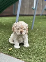 Blue, a male Cocker Spaniel for sale in Hayward, CA – 2 of 9