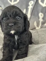 Pink, a female Cocker Spaniel for sale in Hayward, CA – 4 of 6