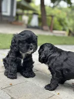 Pink, a female Cocker Spaniel for sale in Hayward, CA – 3 of 9