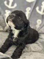 Red, a female Cocker Spaniel for sale in Hayward, CA – 5 of 9