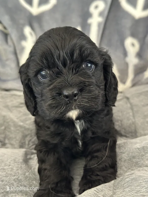Pink – Cocker Spaniel puppy for sale in Hayward, CA