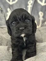 Pink, a female Cocker Spaniel for sale in Hayward, CA – 5 of 6