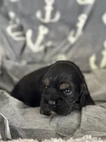 Brown tri colored , a male Cocker Spaniel for sale in Hayward, CA – 1 of 6