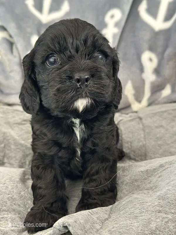Pink – Cocker Spaniel puppy for sale in Hayward, CA