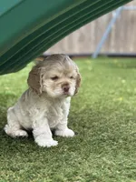 Blue, a male Cocker Spaniel for sale in Hayward, CA – 3 of 9