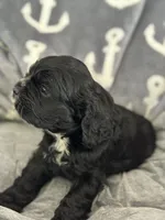 Red, a female Cocker Spaniel for sale in Hayward, CA – 9 of 9
