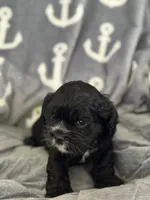 Red, a female Cocker Spaniel for sale in Hayward, CA – 6 of 9