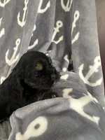 Brown tri colored , a male Cocker Spaniel for sale in Hayward, CA – 2 of 6