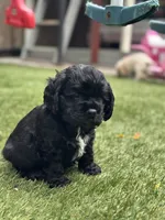Pink, a female Cocker Spaniel for sale in Hayward, CA – 2 of 9