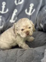 Blue, a male Cocker Spaniel for sale in Hayward, CA – 1 of 6