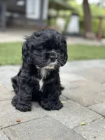Red, a female Cocker Spaniel for sale in Hayward, CA – 1 of 8