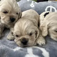 Buddy, a male Cocker Spaniel for sale in Hayward, CA – Photo 7 of 7