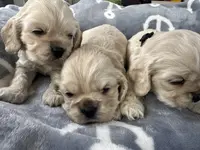 processed/db2ea074-e940-4ed6-94bb-d3a2d77b2187/listing/fd3b4dd8-372a-4ea1-8981-99ed4960f1e3/268103b7-e3f2-40b0-b55b-ecb28cf1b89b