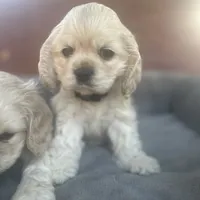 Buddy, a male Cocker Spaniel for sale in Hayward, CA – Photo 1 of 7