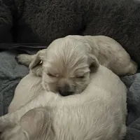 Buddy, a male Cocker Spaniel for sale in Hayward, CA – Photo 6 of 7
