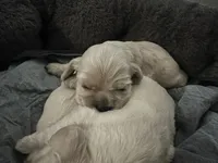 processed/db2ea074-e940-4ed6-94bb-d3a2d77b2187/listing/fd3b4dd8-372a-4ea1-8981-99ed4960f1e3/9b532ad8-5085-438d-9459-cdc5d54a7674