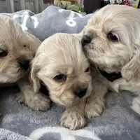 Buddy, a male Cocker Spaniel for sale in Hayward, CA – Photo 4 of 7