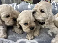 processed/db2ea074-e940-4ed6-94bb-d3a2d77b2187/listing/fd3b4dd8-372a-4ea1-8981-99ed4960f1e3/a1b60577-f5c8-49b0-bc23-33b895709d08