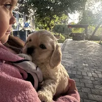 Buddy, a male Cocker Spaniel for sale in Hayward, CA – Photo 3 of 7