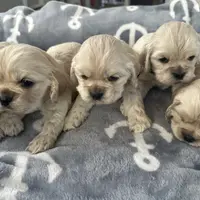 Buddy, a male Cocker Spaniel for sale in Hayward, CA – Photo 5 of 7