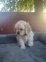 processed/db2ea074-e940-4ed6-94bb-d3a2d77b2187/listing/fd3b4dd8-372a-4ea1-8981-99ed4960f1e3/cb94a21c-003e-413b-9800-5554e18e074b