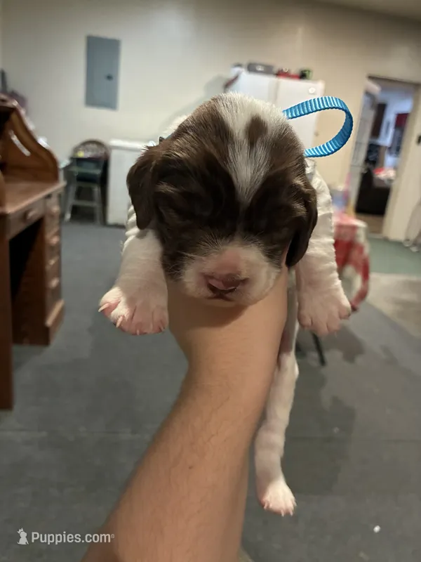 (Light blue collar) – English Springer Spaniel puppy for sale in Glenn, CA