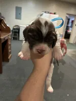 (Light blue collar), a male English Springer Spaniel for sale in Glenn, CA – 1 of 6