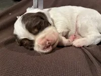 (Gray collar), a male English Springer Spaniel for sale in Glenn, CA – 5 of 6