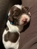 (Light blue collar), a male English Springer Spaniel for sale in Glenn, CA – 6 of 6