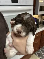 (Purple collar), a female English Springer Spaniel for sale in Glenn, CA – 4 of 6