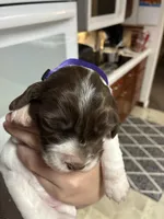 (Purple collar), a female English Springer Spaniel for sale in Glenn, CA – 2 of 6