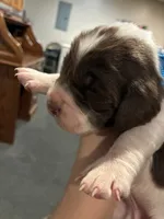(Light blue collar), a male English Springer Spaniel for sale in Glenn, CA – 4 of 6