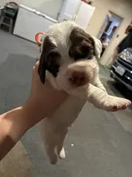(Orange collar), a male English Springer Spaniel for sale in Glenn, CA – 5 of 6