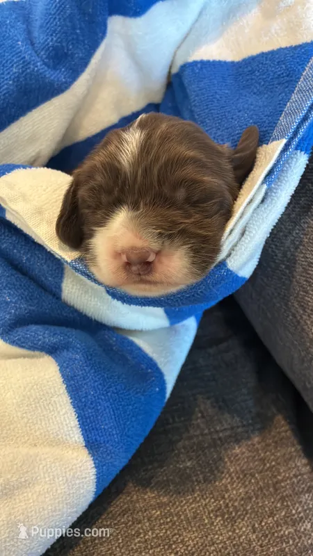 (Purple collar) – English Springer Spaniel puppy for sale in Glenn, CA