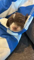 (Purple collar), a female English Springer Spaniel for sale in Glenn, CA – 1 of 6