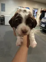 (Dark blue collar), a male English Springer Spaniel for sale in Glenn, CA – 1 of 6