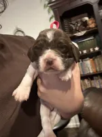 (Red collar), a male English Springer Spaniel for sale in Glenn, CA – 2 of 6