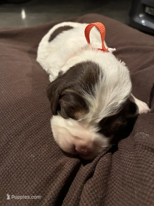 (Orange collar) – English Springer Spaniel puppy for sale in Glenn, CA