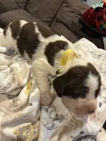 (Yellow collar), a male English Springer Spaniel for sale in Glenn, CA – 6 of 6