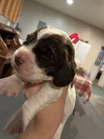 (Pink collar), a female English Springer Spaniel for sale in Glenn, CA – 3 of 6