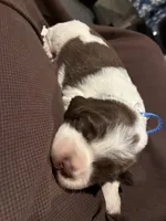 (Dark blue collar), a male English Springer Spaniel for sale in Glenn, CA – 4 of 6