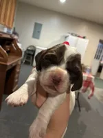 (Pink collar), a female English Springer Spaniel for sale in Glenn, CA – 4 of 6