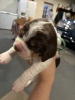 (Dark Green collar), a male English Springer Spaniel for sale in Glenn, CA – 2 of 6