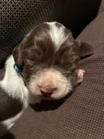 (Light blue collar), a male English Springer Spaniel for sale in Glenn, CA – 5 of 6