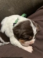 (Dark Green collar), a male English Springer Spaniel for sale in Glenn, CA – 6 of 6